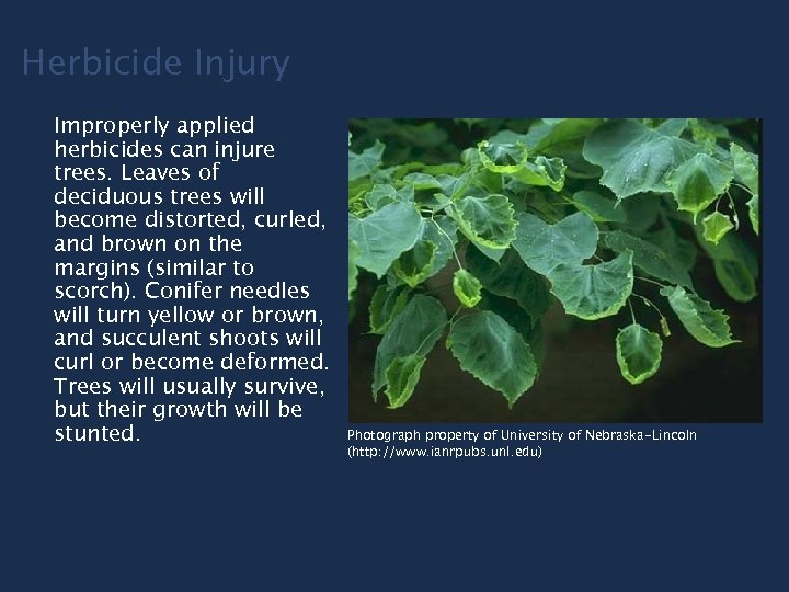Herbicide Injury Improperly applied herbicides can injure trees. Leaves of deciduous trees will become