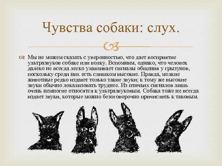 Чувства собаки: слух. Мы не можем сказать с уверенностью, что дает восприятие ультразвуков собаке