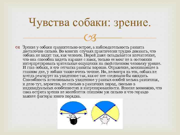 Чувства собаки: зрение. Зрение у собаки сравнительно острое, а наблюдательность развита достаточно сильно. Во