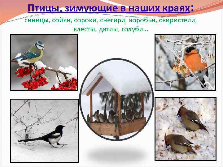 Птицы, зимующие в наших краях: синицы, сойки, сороки, снегири, воробьи, свиристели, клесты, дятлы, голуби…