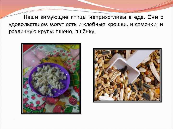 Наши зимующие птицы неприхотливы в еде. Они с удовольствием могут есть и хлебные крошки,