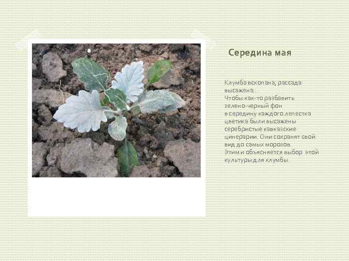 Середина мая Клумба вскопана, рассада высажена… Чтобы как-то разбавить зелено-черный фон в середину каждого