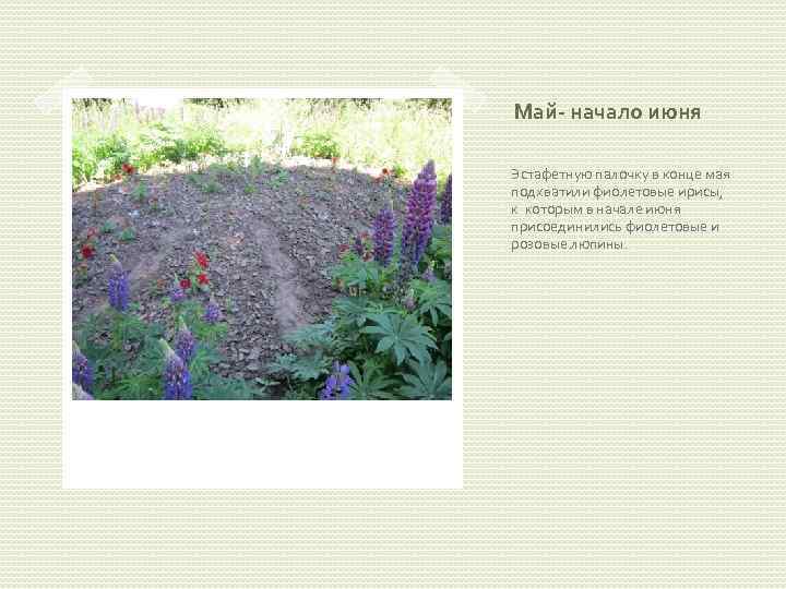 Май- начало июня Эстафетную палочку в конце мая подхватили фиолетовые ирисы, к которым в