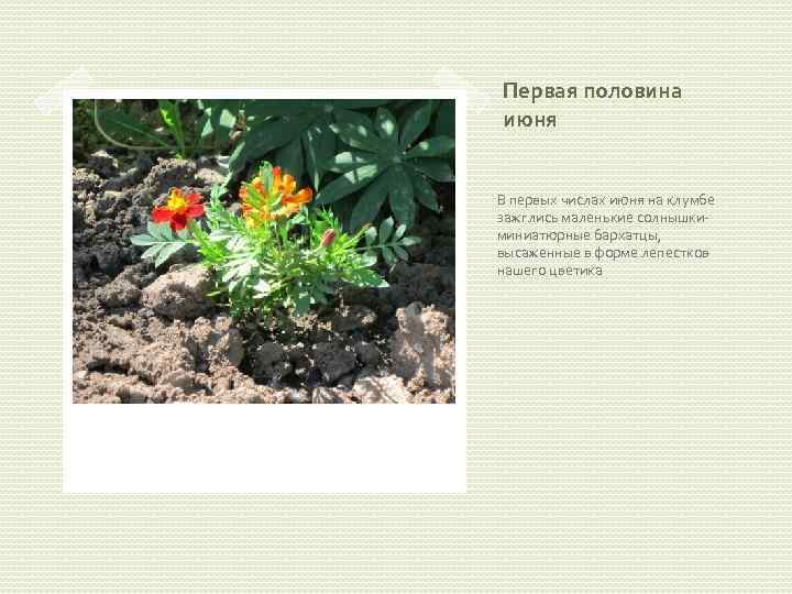 Первая половина июня В первых числах июня на клумбе зажглись маленькие солнышкиминиатюрные бархатцы, высаженные