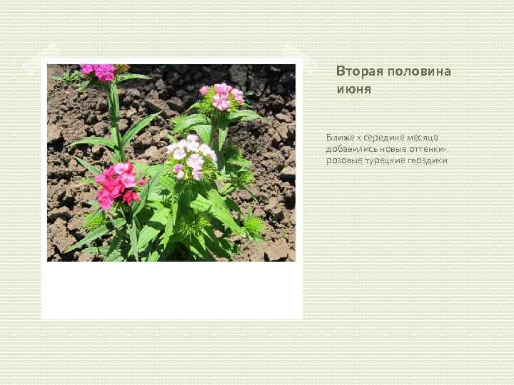 Вторая половина июня Ближе к середине месяца добавились новые оттенкирозовые турецкие гвоздики 