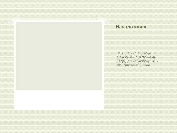 Начало июля Наш цветик стал входить в стадию полного расцветав сердцевине «проснулись» разноцветные циннии.