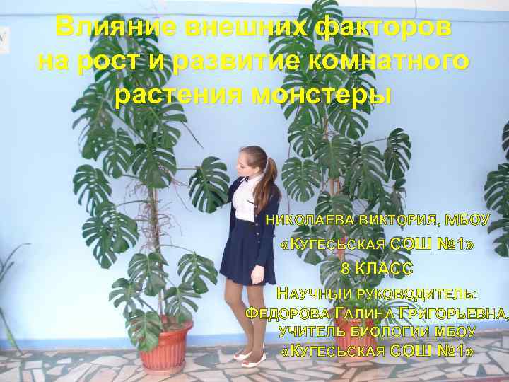 Влияние внешних факторов на рост и развитие комнатного растения монстеры НИКОЛАЕВА ВИКТОРИЯ, МБОУ «КУГЕСЬСКАЯ