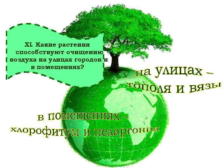 XI. Какие растения способствуют очищению воздуха на улицах городов и в помещениях? 