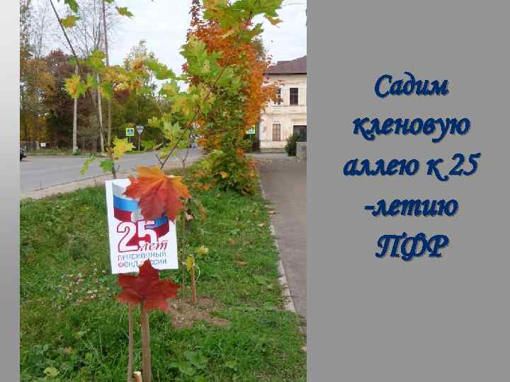 Садим кленовую аллею к 25 -летию ПФР 