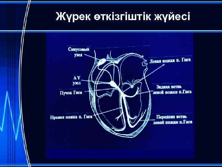 Жүрек өткізгіштік жүйесі 