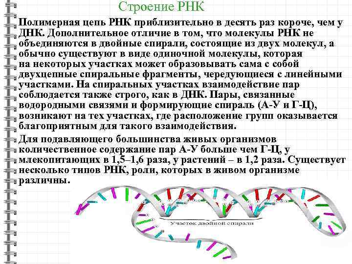Цепь образования рнк. Строение полимерных цепей РНК. Полимерная цепь РНК. РНК рибонуклеиновая кислота. Структура цепи РНК.