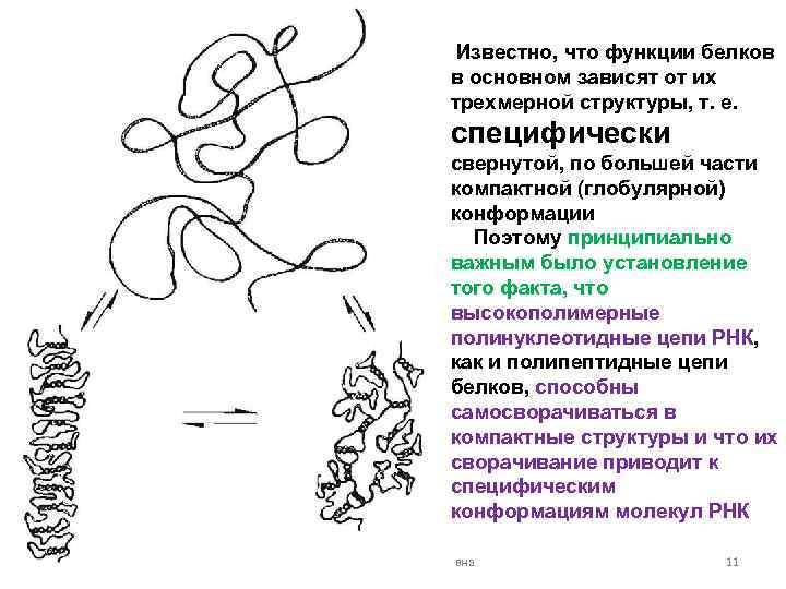  Известно, что функции белков в основном зависят от их трехмерной структуры, т. е.