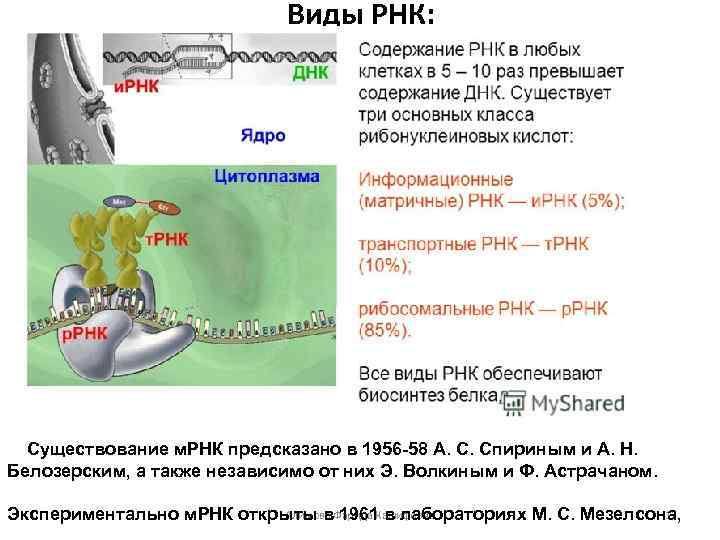 Виды РНК: Существование м. РНК предсказано в 1956 -58 А. С. Спириным и А.