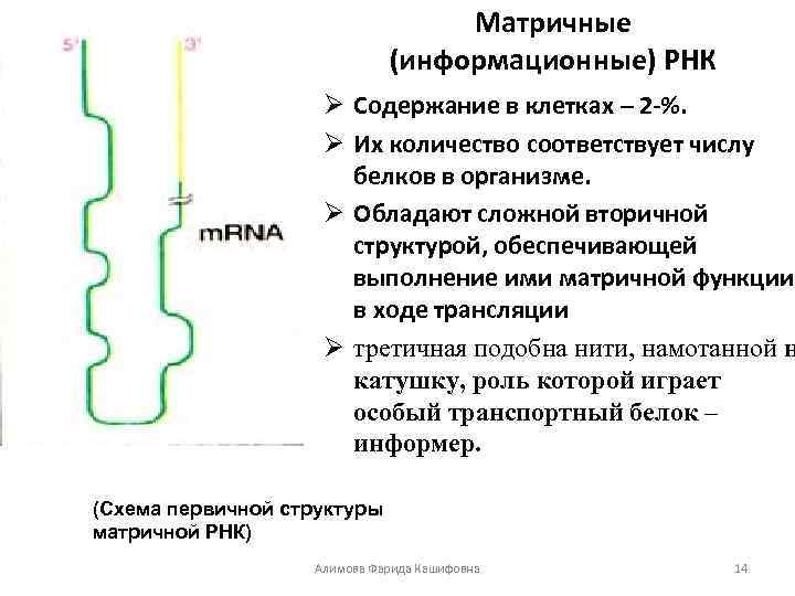Матричные (информационные) РНК Ø Содержание в клетках – 2 -%. Ø Их количество соответствует