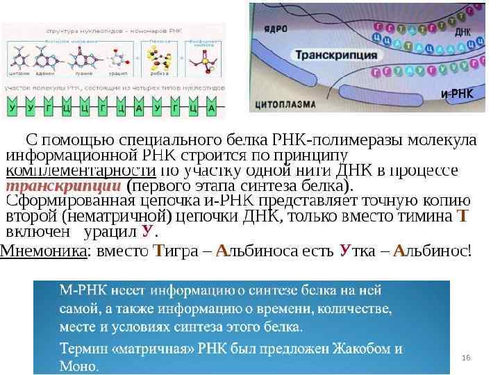 Алимова Фарида Кашифовна 16 