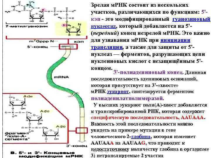 При процессе мрнк эукариот