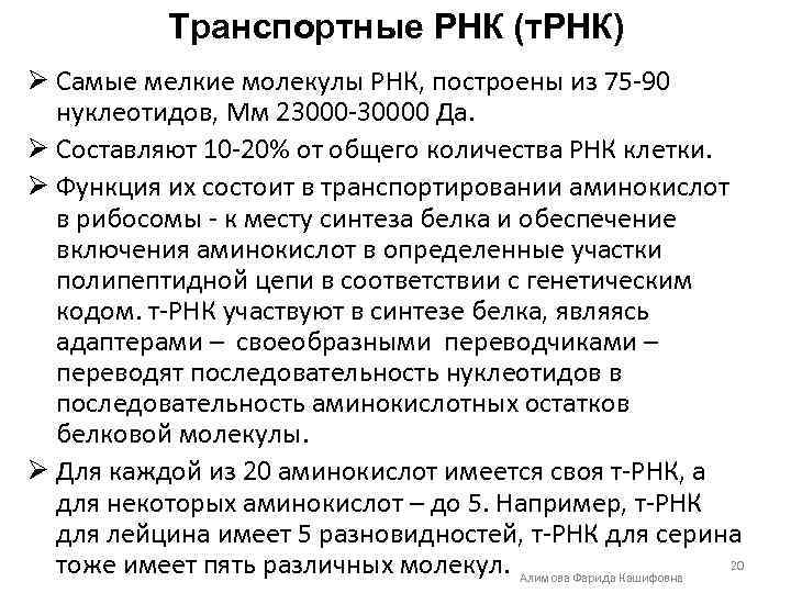 Транспортные РНК (т. РНК) Ø Самые мелкие молекулы РНК, построены из 75 -90 нуклеотидов,