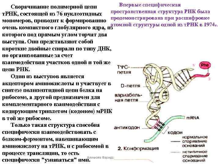 Т рнк цепь