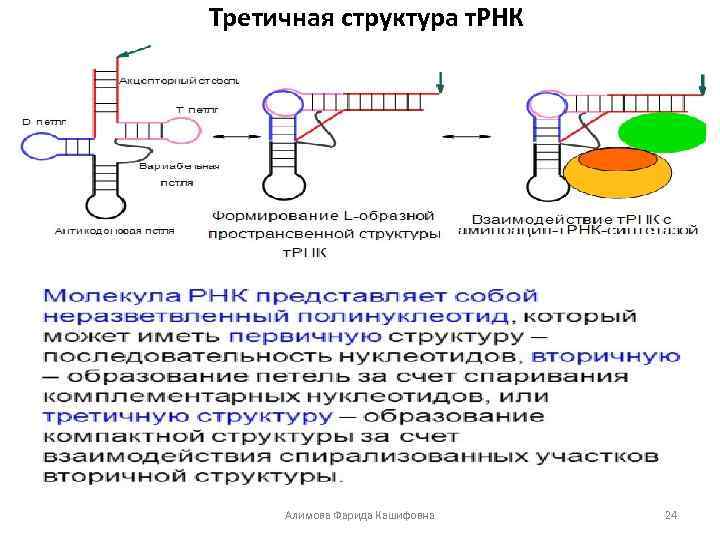 Описание молекул рнк. Первичная, вторичная, третичная структура РНК. Типы РНК:. Структуры РНК первичная вторичная и третичная. Третичная структура РНК. Первичная и вторичная структура РНК.
