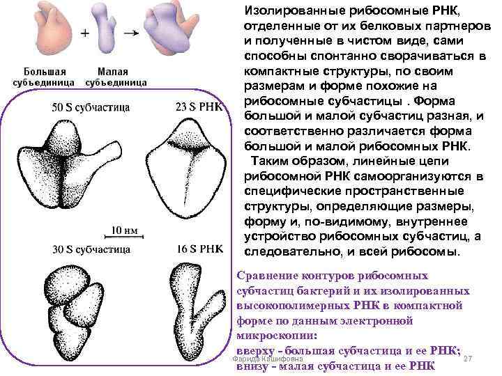 Рибосомная рнк рисунок