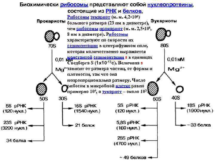  Биохимически рибосомы представляют собой нуклеопротеины, состоящие из РНК и белков, Рибосомы эукариот (м.