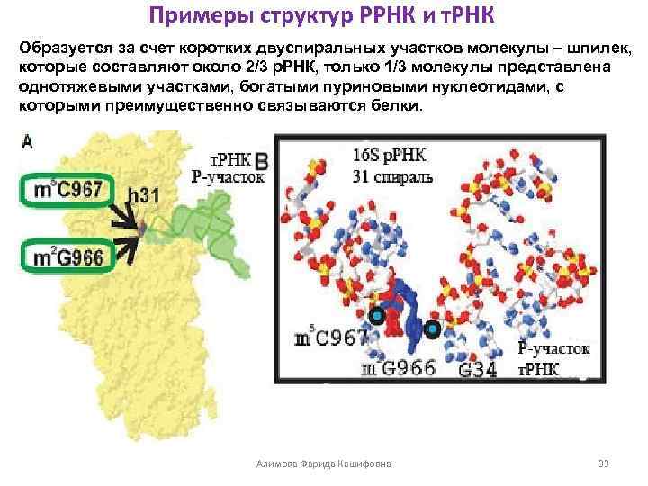 Ррнк образуется в результате. Молекулярная масса рибосомальной РНК. Р РНК формируется в.