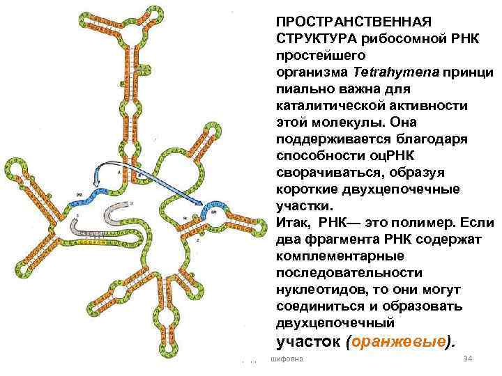 Структурная рнк. Вторичная структура рибосомальной РНК. Пространственная структура РРНК. Структура рибосомальной РНК. Структура р РНК.