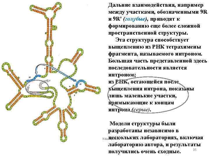 Рнк ростов. Пространственная структура РНК. Первичная структура РНК типы РНК. Химическая и пространственная структура РНК. Пространственная структура РНК представляет собой.
