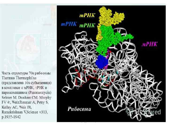 Алимова Фарида Кашифовна 36 