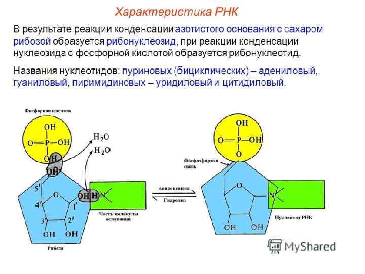 Алимова Фарида Кашифовна 7 