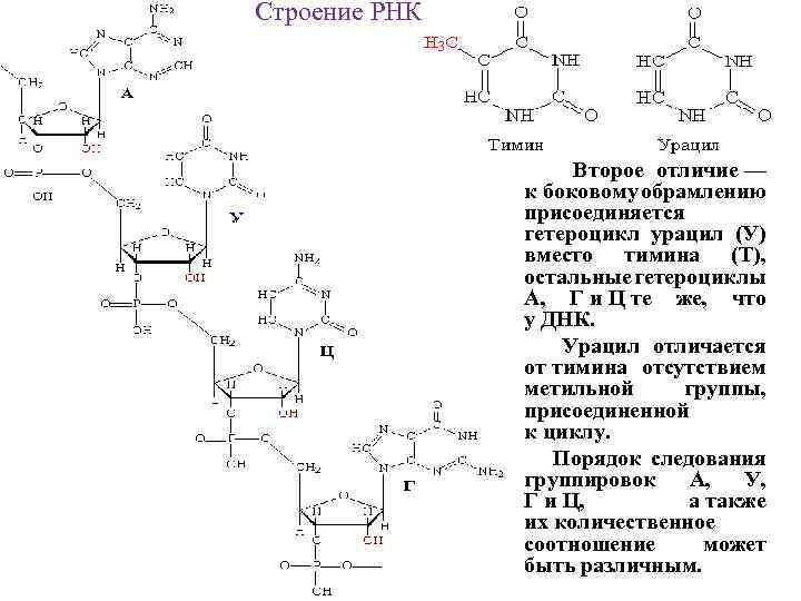 Синтез рибонуклеиновой кислоты