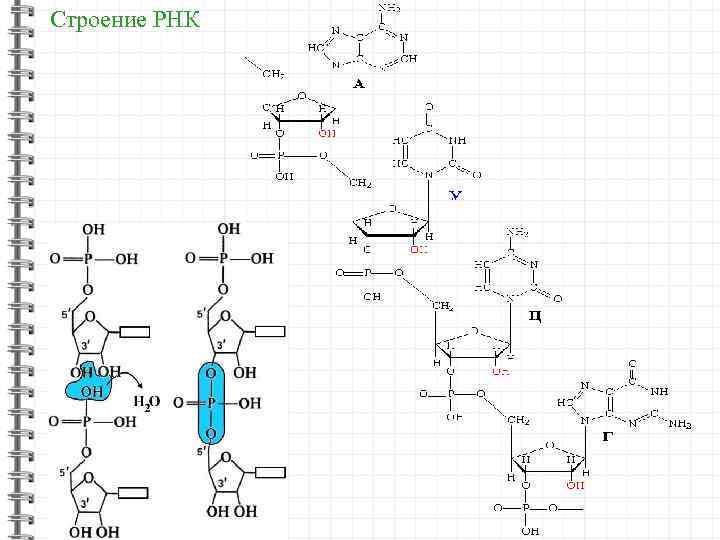 Рнк мл. Схема структуры РНК. Первичная структура РНК рисунок. Схема строения РНК. Рибонуклеиновая кислота строение.