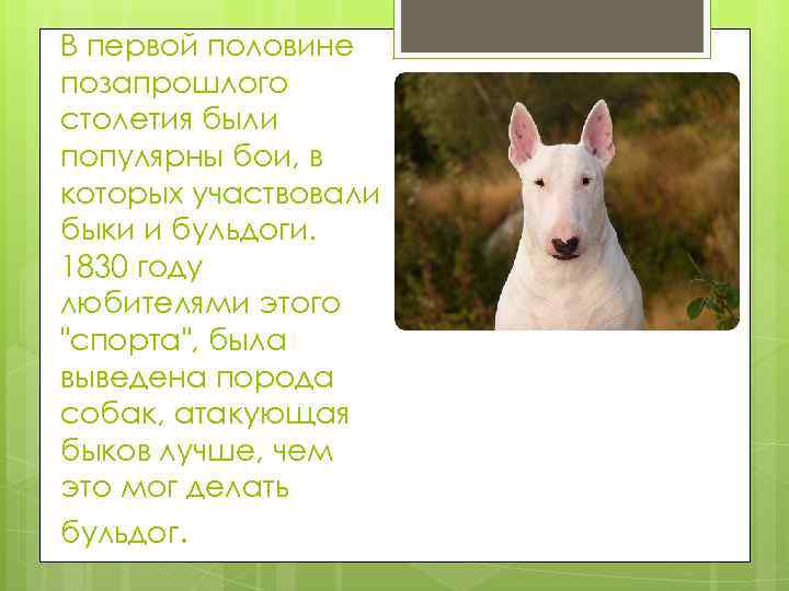 В первой половине позапрошлого столетия были популярны бои, в которых участвовали быки и бульдоги.