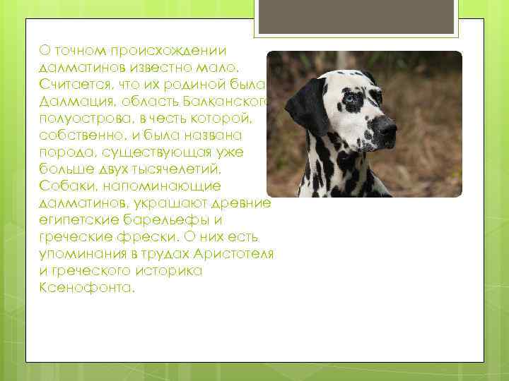 О точном происхождении далматинов известно мало. Считается, что их родиной была Далмация, область Балканского