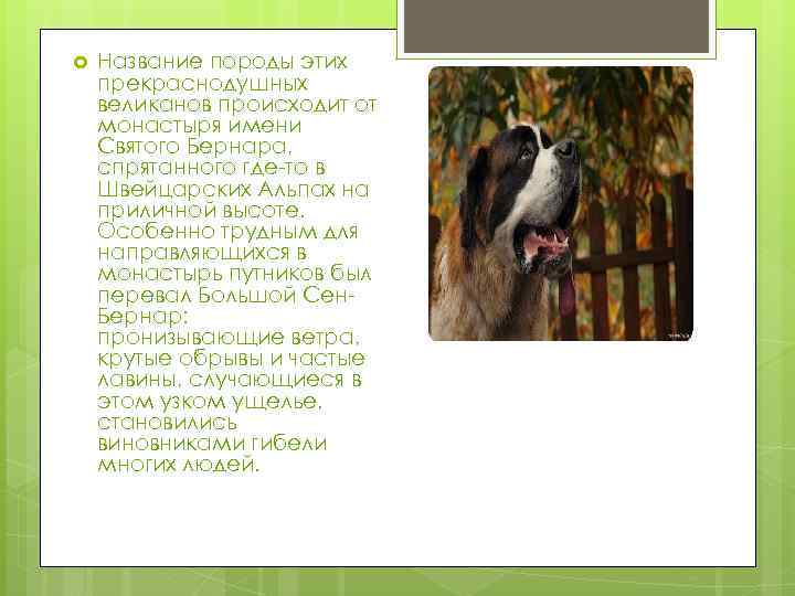  Название породы этих прекраснодушных великанов происходит от монастыря имени Святого Бернара, спрятанного где-то