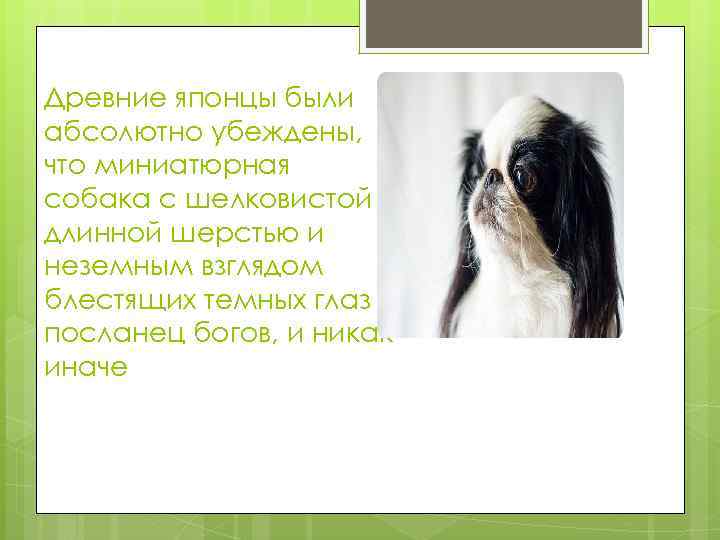 Древние японцы были абсолютно убеждены, что миниатюрная собака с шелковистой длинной шерстью и неземным