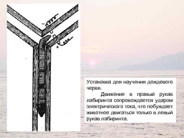 Установка для научения дождевого червя. Движение в правый рукав лабиринта сопровождается ударом электрического тока,