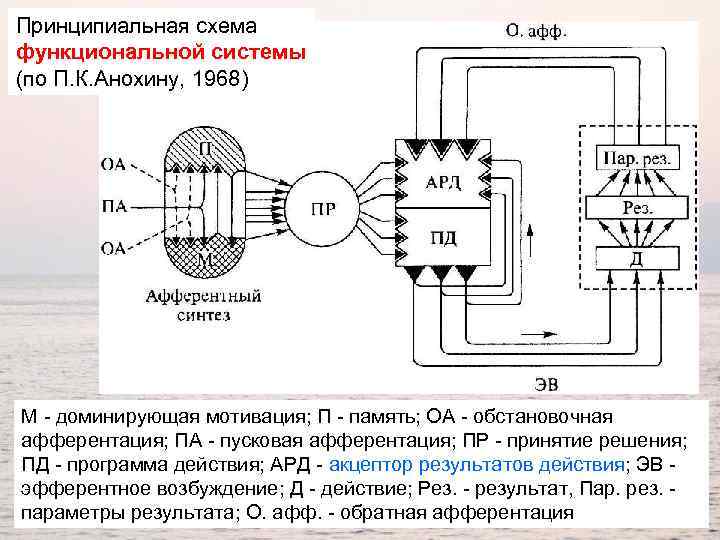 Принципиальная схема функциональной системы (по П. К. Анохину, 1968) М - доминирующая мотивация; П