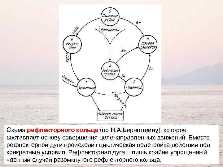 Схема рефлекторного кольца (по Н. А. Бернштейну), которое составляет основу совершения целенаправленных движений. Вместо