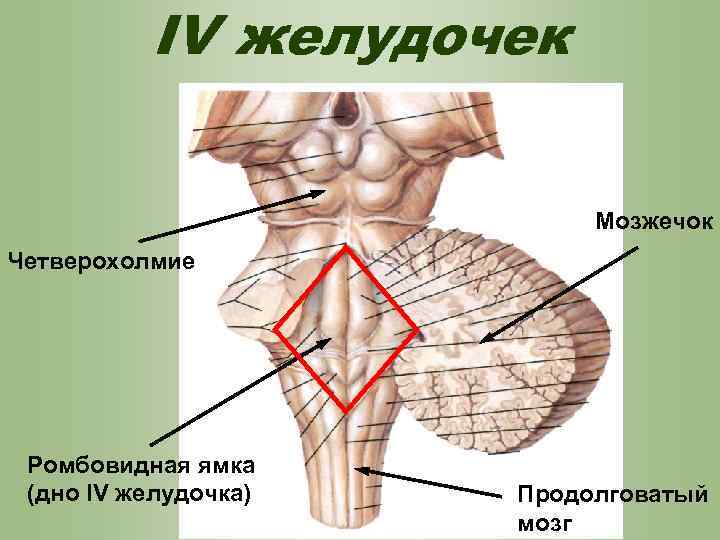 IV желудочек Мозжечок Четверохолмие Ромбовидная ямка (дно IV желудочка) Продолговатый мозг 