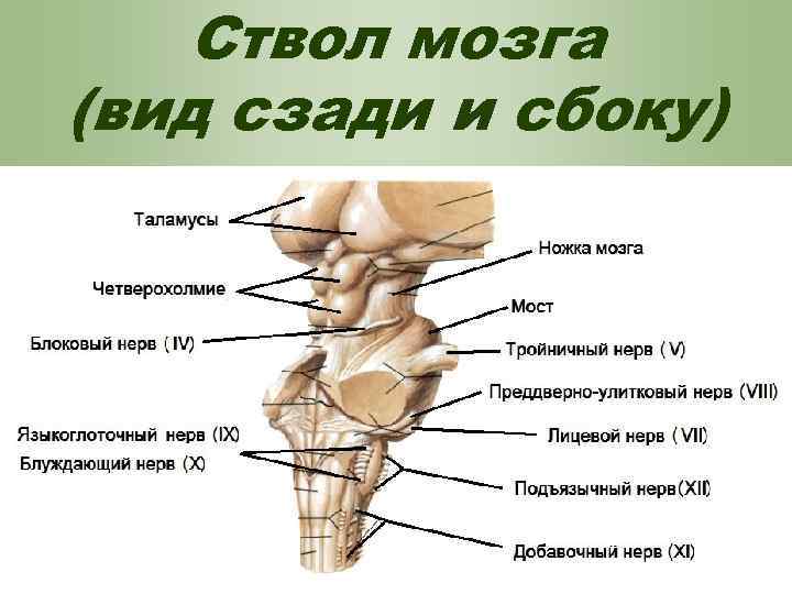 Ствол мозга (вид сзади и сбоку) 