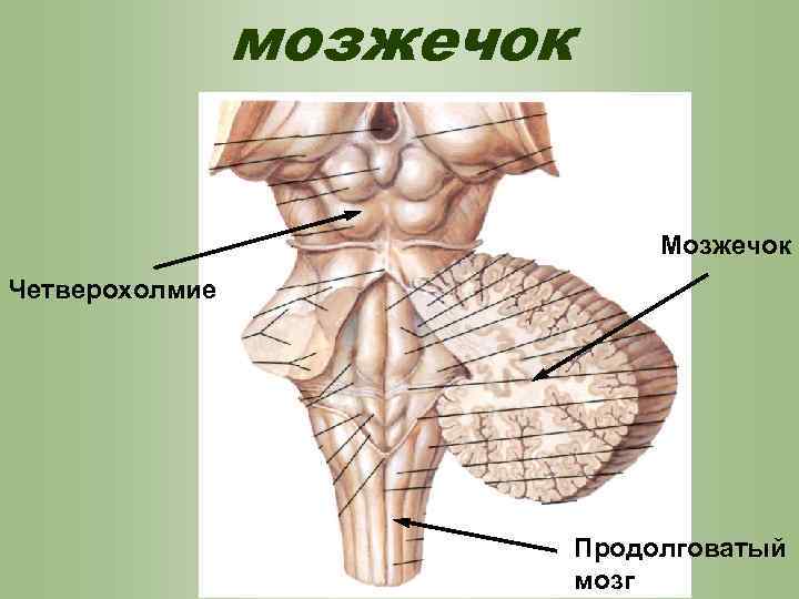 мозжечок Мозжечок Четверохолмие Продолговатый мозг 