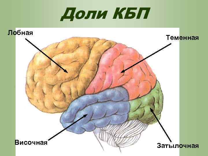 Доли КБП Лобная Височная Теменная Затылочная 