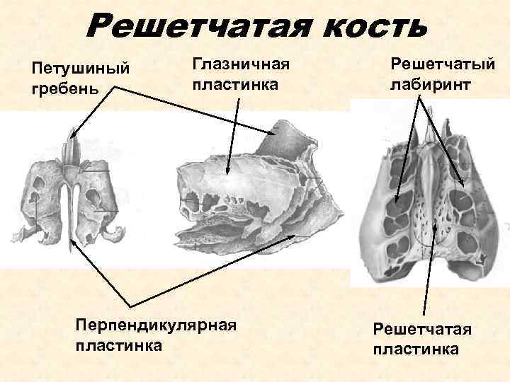 Продырявленная пластинка решетчатой кости