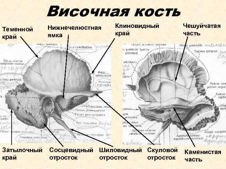 Изменения височной кости. Височная кость (os temporale). Impressiones Digitatae височная кость. Височная кость анатомия строение. Пирамида височной кости строение черепа.