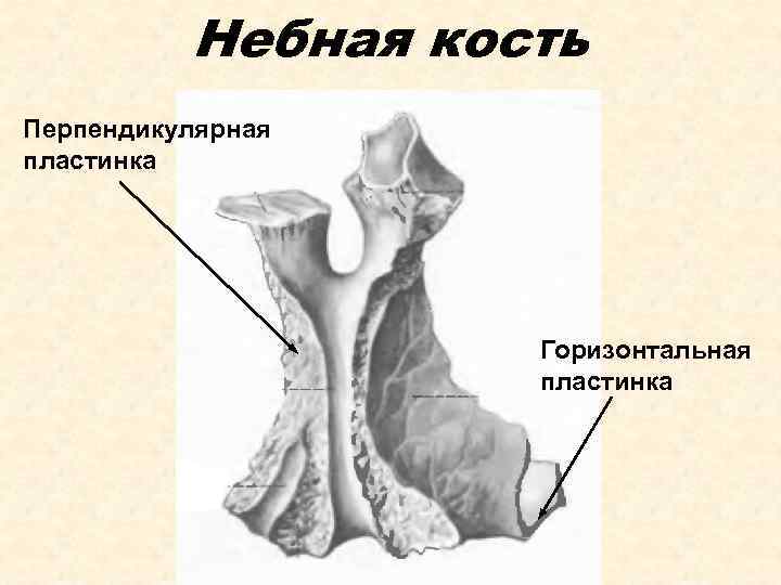 Небная кость Перпендикулярная пластинка Горизонтальная пластинка 