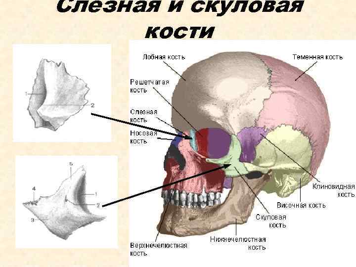 Скуловая и теменные кости. Скуловая кость кость. Слезная кость. Скуловые кости черепа. Слезная кость черепа.