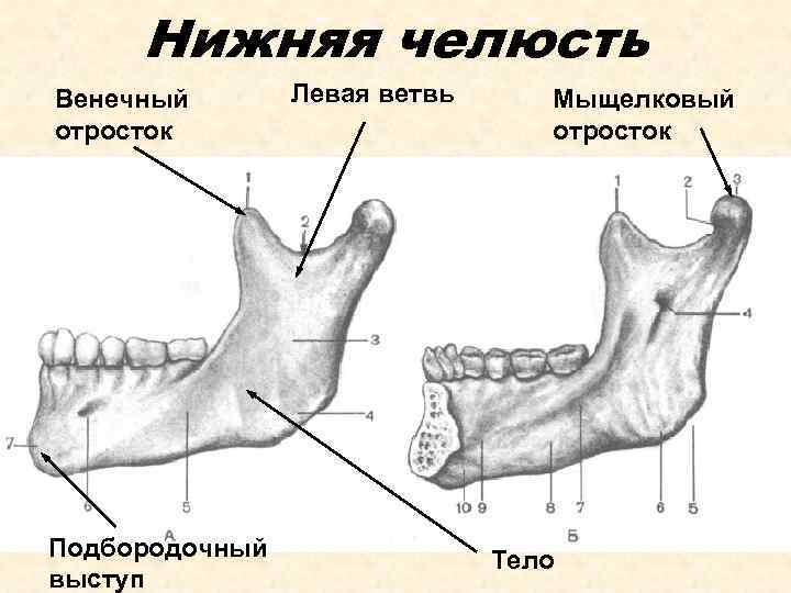 Мыщелковый отросток нижней челюсти