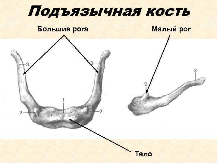 Подъязычная кость фото где находится