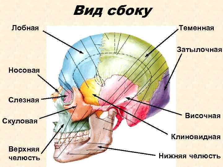 Вид сбоку Лобная Теменная Затылочная Носовая Слезная Скуловая Височная Клиновидная Верхняя челюсть Нижняя челюсть